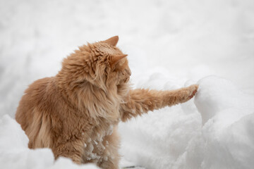 Katze Maine Coon Portrait im Schnee - 721502784