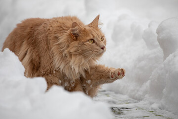 Katze Maine Coon Portrait im Schnee - 721502978