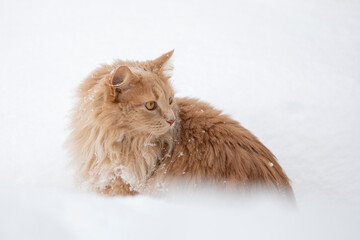 Katze Maine Coon Portrait im Schnee - 721503123