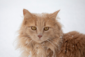 Katze Maine Coon Portrait im Schnee - 721503146