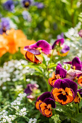 pansy flowers in the garde