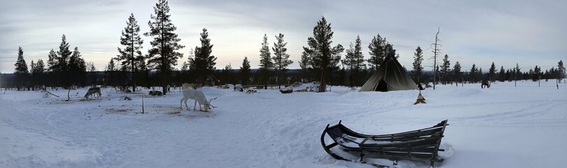 Vue panoramique sur un camp de rennes en Laponie Finlandaise