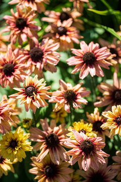 pinkk rudbekia flowers in the garden