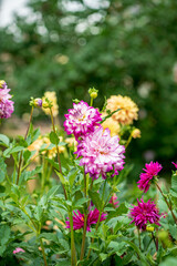 dahlia flowers in the garden