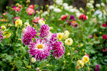 dahlia flowers in the garden