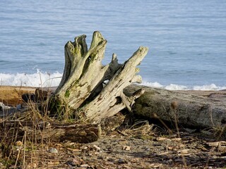 Driftwood at Island View Beach on a serene winter day, Vancouver Island, BC Canada