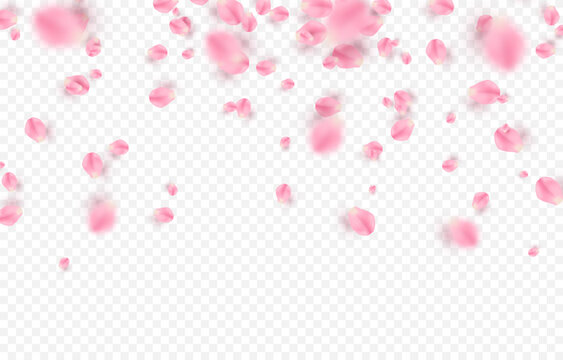 Vector rose petals png. Flying sakura or rose petals. Petals png.