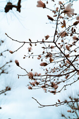 branches of a tree