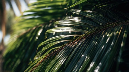 A close-up view of a palm leaf with a blurred background. Suitable for various applications