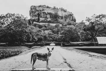 Dog at the Sigiriya ancient rock fortress located in Matale District,  Dambulla in the Central Province, Sri Lanka.