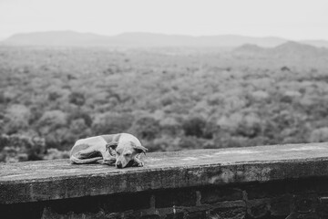 A stray dog sleeping on a rock in Sri Lanka, black and white