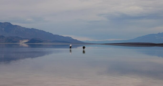 Death Valley Badwater Basin lowest elevation in USA water. Largest national park in contiguous USA. 282 feet below sea level. Mojave Desert bordering Great Basin Desert. Ecological geology. 