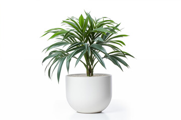 Small palm plant in a modern white pot isolated on a white background