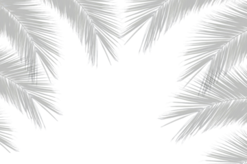 Palm branches shadow on white background. Realistic palm leaf border shadow mock up. Transparent shadow of tropical leaves. Vector illustration
