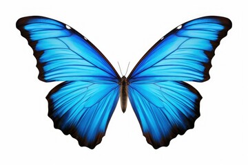 A beautiful blue butterfly on a plain white background. Perfect for nature-themed designs or educational materials