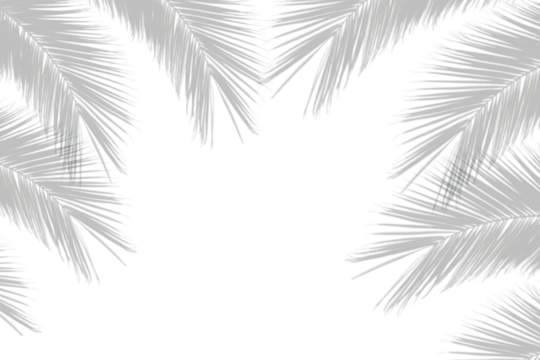 Palm branches shadow on white background. Realistic palm leaf border shadow mock up. Transparent shadow of tropical leaves. Vector illustration
