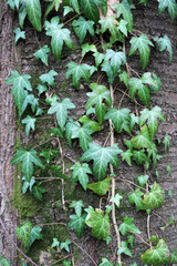 Ivy (Hedera helix) grows in the wild in the forest