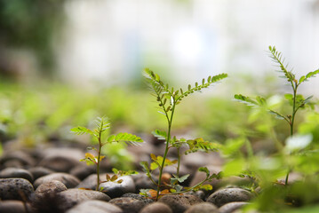The Phyllanthus niruri plant or also called green meniran with green leaves and round seed-shaped fruit is beneficial for the body