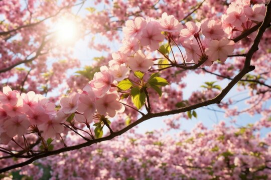 A picture of a tree covered in beautiful pink flowers. Perfect for nature enthusiasts and springtime themes