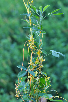 The parasitic plant cuscuta grows among crops