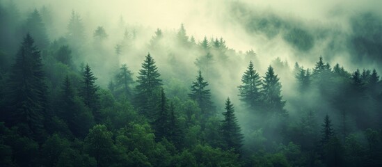 Enchanting Forests shrouded in Mystical Mist - A Captivating Symphony of Trees, Mist, and Tranquility