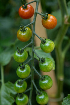 Ripening cherry tomatoes on a vine, going from green to red