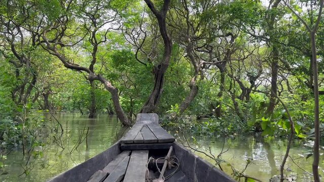 Freshwater swamp forest in Sylhet, Bangladesh. Tourism in Bangladesh. Ratargul Swamp Forest
