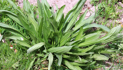Obraz premium Lanceolate plantain, plantago lanceolata grows in nature