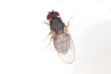 Common fruit fly, Drosophila sp., isolated on a white background. Space for text. 