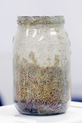 Food in jar completely destroyed by caterpillars of the Indianmeal moth (Plodia interpunctella), also spelled Indian meal moth and Indian-meal moth.