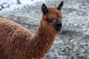 Obraz premium Alpakas