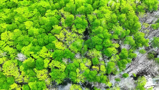 From above, the Mangrove forest unfolds like a green carpet, nature's buffer zone between land and sea, a thriving habitat for diverse species. Stock footage. Thailand. 4K.

