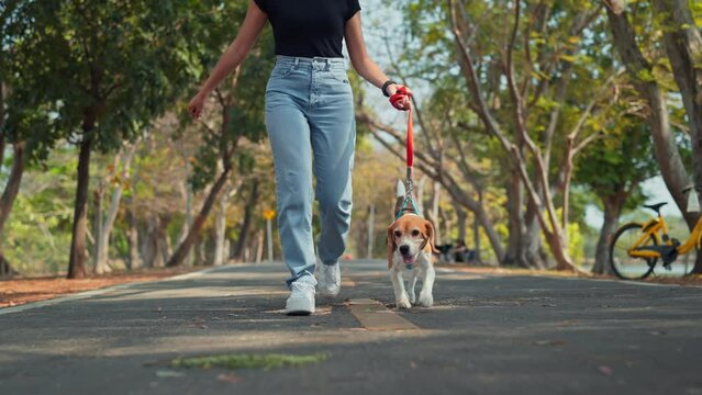 Happy beagle dog walking with female owner at park in morning. Woman holding leashes for controlling dog outdoors.