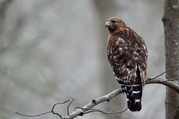 Red Shouldered Hawk on Branch