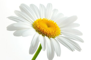 Daisy flower, isolated, white background