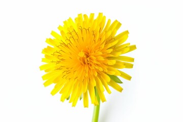 Dandelion flower, isolated, white background