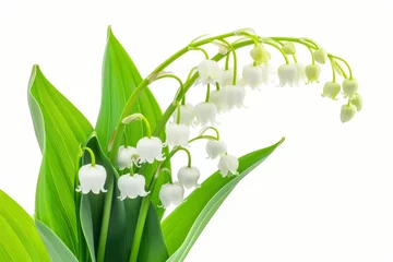 Schilderijen op glas Lily-of-the-valley, isolated, white background © Artem