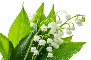 Fototapeten Lily-of-the-valley, isolated, white background © Artem