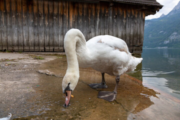 White swan off the shore of Lake Hallstattersee in Hallstatt