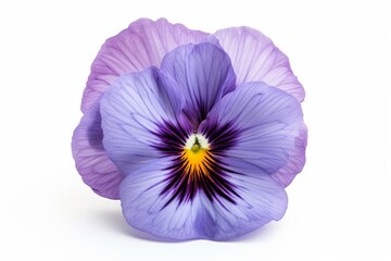 Pansy flower, isolated, white background