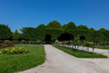 Rose Garden in Schoenbrunn Palace Park
