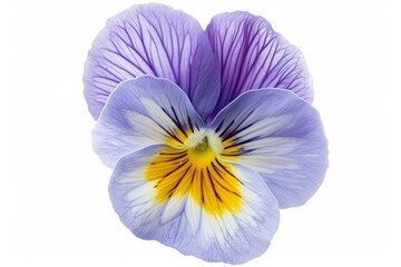 Pansy flower, isolated, white background