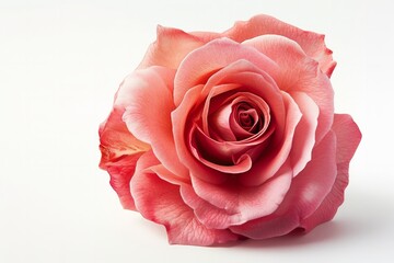Rose flower, isolated, white background