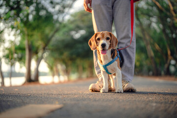 Owner and his beagle dog is having fun while walking in dog park in morning summer, Dog training,...