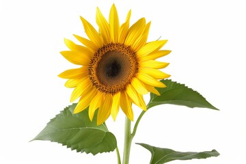 Obraz premium Sunflower, isolated, white background