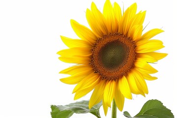 Obraz premium Sunflower, isolated, white background