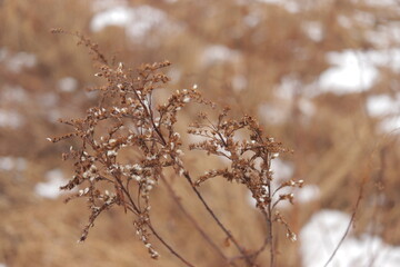 snow covered branches