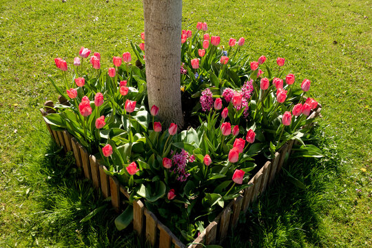 tulpin flowers in the garden