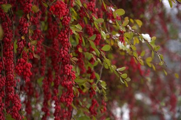 Barberry tree. Macro shot. Snow on the background.