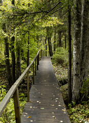 Wood path, trail in wild green forest, woods, spring nature landscape